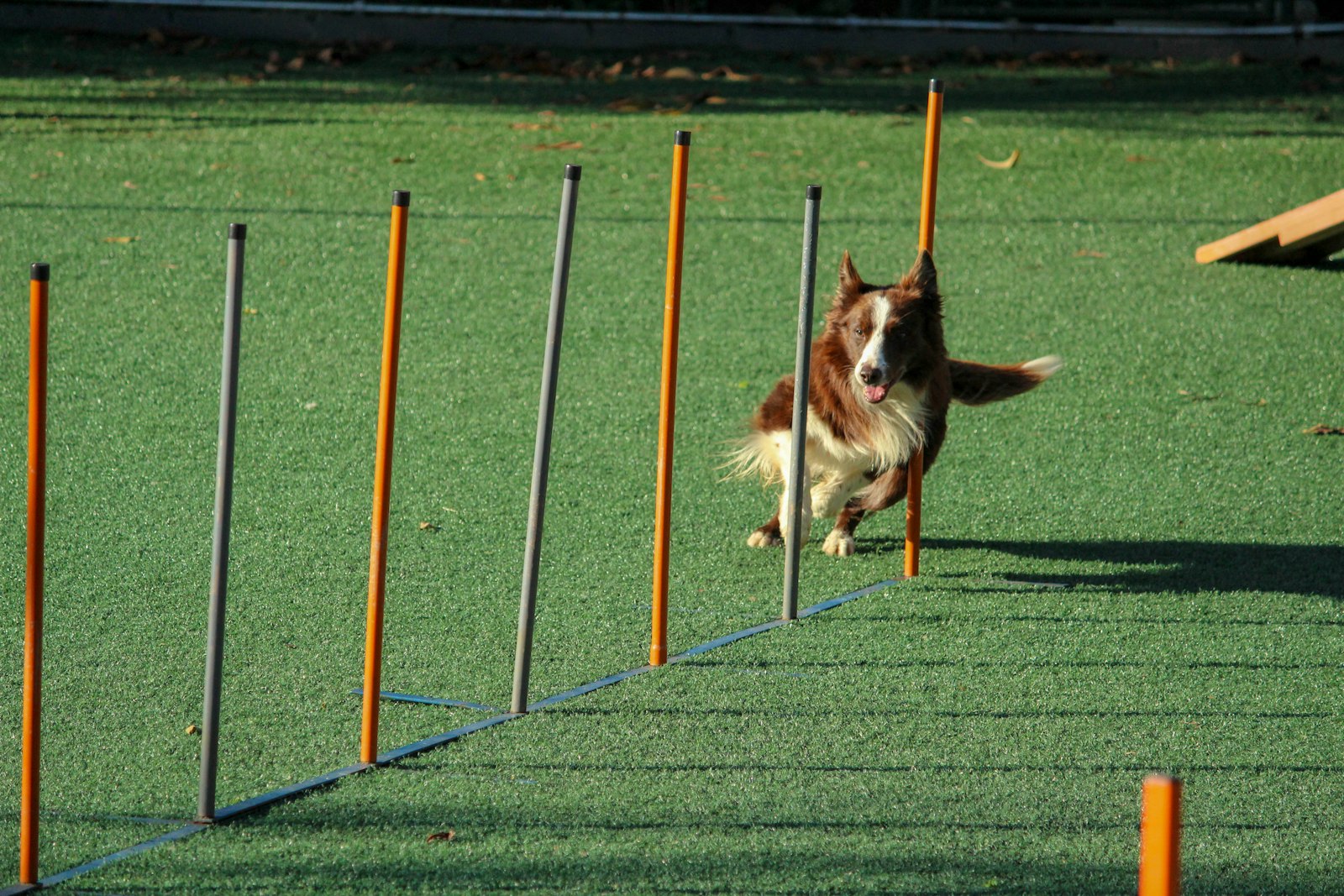 Agility-Parcours